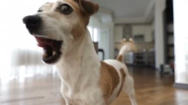 Aktif gülümseyen köpek portre. Video görüntüleri. Sevimli Pet oynamak istiyor. Arka planda mutfak ve oturma odası.