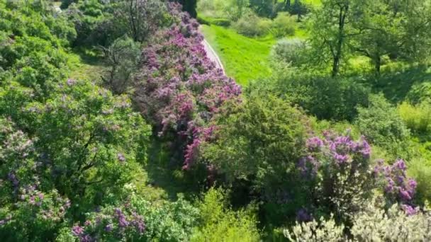 Kiev Ucraina. Primavera fioritura lilla in Hryshko National Botanical Garden. vista sul Monastero di Vydubychi e sul fiume Dnipro. Video filmati — Video Stock