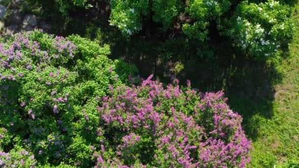Bellissimo filmato aereo. Kiev Ucraina. Primavera fioritura lilla in Hryshko National Botanical Garden. vista sul Monastero di Vydubychi e sul fiume Dnipro. Primavera in città — Video Stock