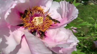 arılar pembe şakayık çiçeği üzerinde polen toplarlar. Yavaş çekim video. Video görüntüleri. Yoğun arı üzerinde çalışmak