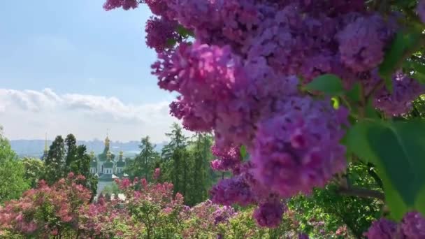 Bella primavera fiorente a Kiev Kiev Ucraina. Video dal telefono. Giardino Botanico Nazionale di Hryshko. vista al Monastero di Vydubychi — Video Stock