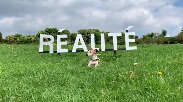 Divertente cane strisciare sull'erba. Sullo sfondo dell'iscrizione in francese "Reality". Il video viene realizzato utilizzando un telefono cellulare . — Video Stock