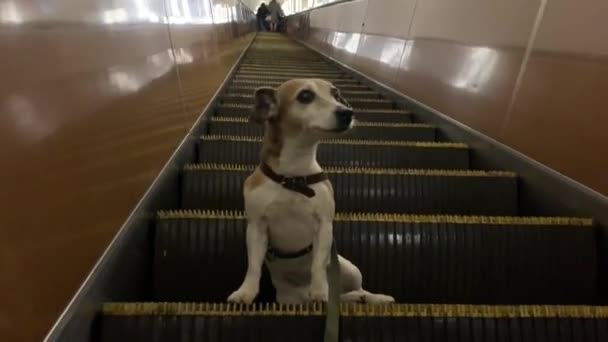 Petit chien blanc est assis sur les marches de l'escalator du métro se lève Vidéo faite avec téléphone portable . — Video