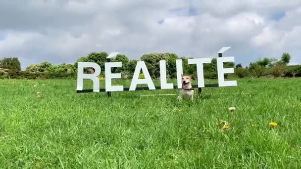 幸せな小さな犬があなたに走っている。ビデオ映像だ外の晴れた日。フランスの現実の碑文の背景に — ストック動画