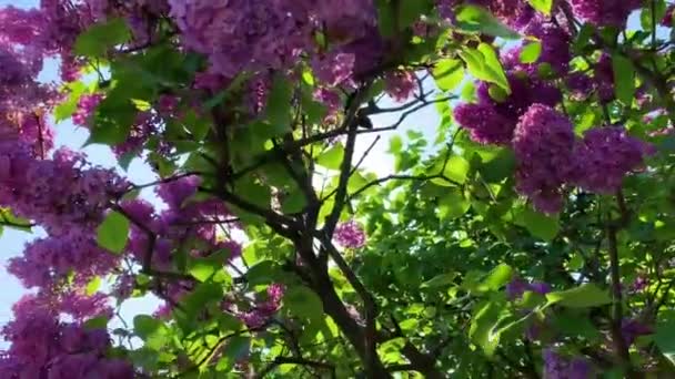 Hermosa primavera floreciente en Kiev Kiev Ucrania. Imágenes de vídeo del teléfono. Jardín Botánico Nacional Hryshko. vista al monasterio de Vydubychi . — Vídeo de stock