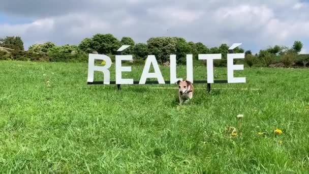 Un cane da passeggio sorridente. Sullo sfondo dell'iscrizione nella realtà francese. Video realizzato con cellulare — Video Stock