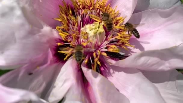 Las abejas recogen el polen en la flor rosada de peonía. Vídeo en cámara lenta. Imágenes de vídeo — Vídeo de stock