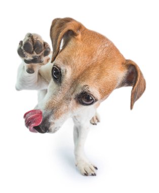 yüksek beş komik yalama köpek. Aç. Yemek zamanı. Bon iştah 