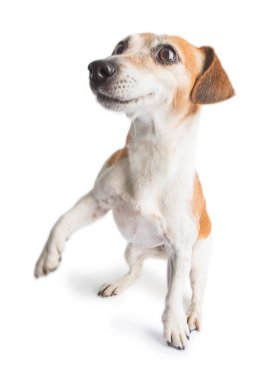 Aktif dans movimg komik köpek Jack Russell terrier beyaz arka plan üzerinde.