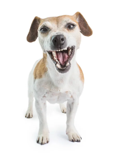 Nojo de cão engraçado, negação, cara de desacordo. Não gosto disso. sorri animal de estimação dentes. Fundo branco — Fotografia de Stock