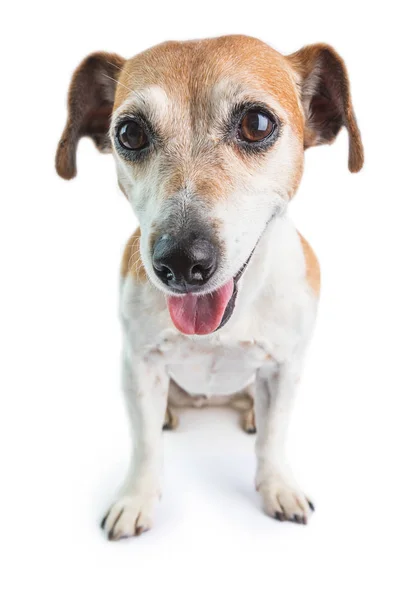 微笑む犬幸せなペット。白い背景 — ストック写真