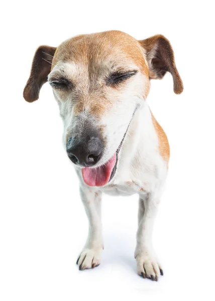 Lustiger kichernder süßer Hund. weißer Hintergrund. Positive Emotionen — Stockfoto