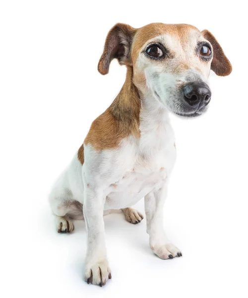 Retrato de cão adorável. A olhar para a câmara. Jack Russell terrier em fundo branco — Fotografia de Stock