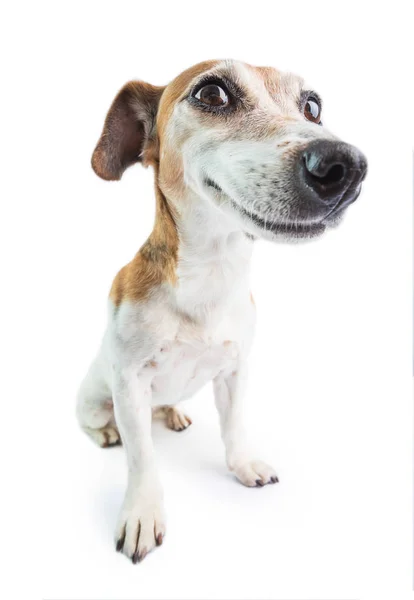 愛らしい面白い笑顔の犬。白い背景。幸せな態度を心配しないでください。肯定的な感情行動 — ストック写真