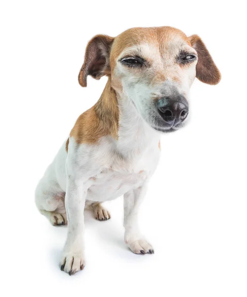 Divertido perro pequeño mirando con guiño sospechosamente. Dormida cara de siesta. Jack Russell terrie sobre fondo blanco — Foto de Stock