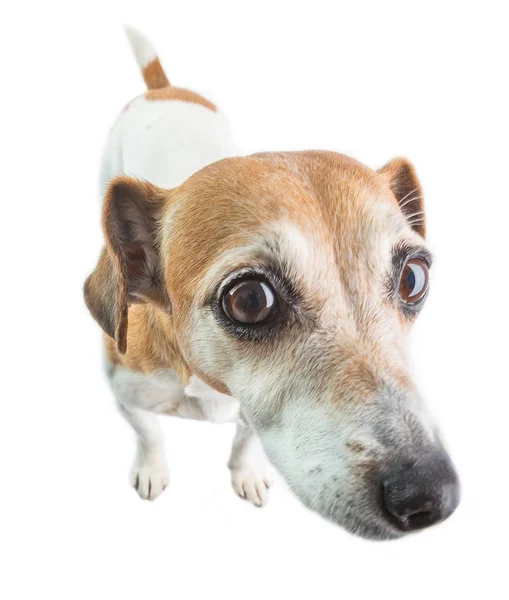 Lustiges Hundegesicht. Jack Russell Terrier breiten Leinen Porträt. weißer Hintergrund — Stockfoto