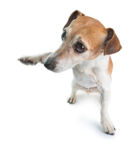 Bailando perro pequeño divertido. Fondo blanco. Hipster agitando mascota — Foto de Stock