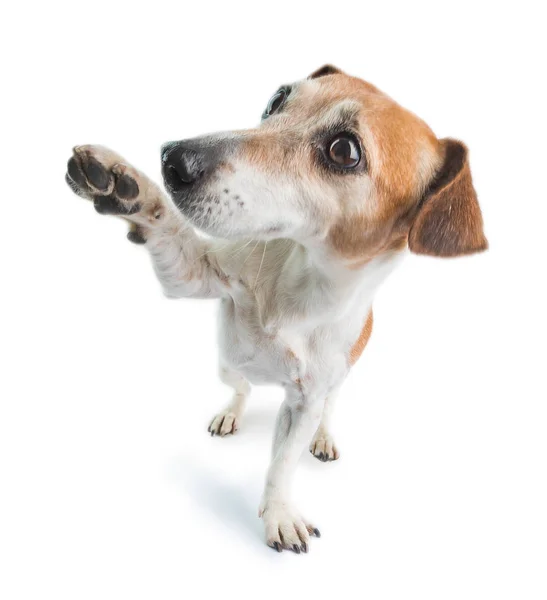 Entzückender High Five freundlicher Hund. herumspielen niedliches Haustier. weißer Hintergrund — Stockfoto
