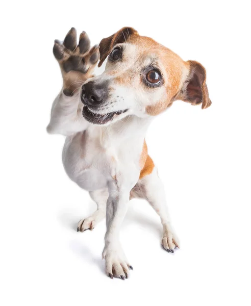 Amistoso perro agitando la pata. Pequeña alegría mascota. Disfrutando de la vida perro positivo — Foto de Stock