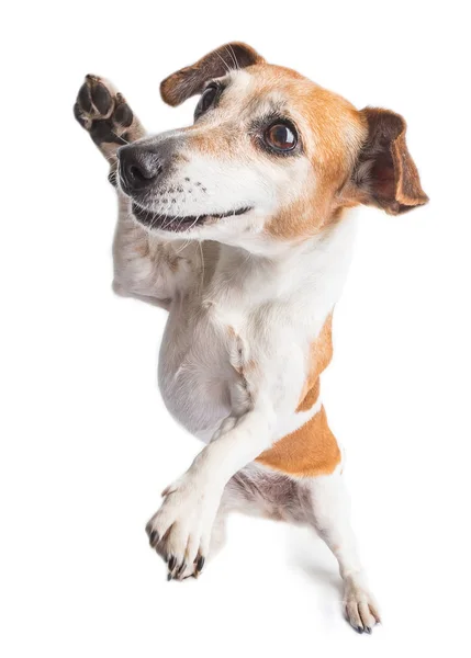 Charmant petit chien dansant. Jack Russel terrier s'amuse. Fond blanc — Photo
