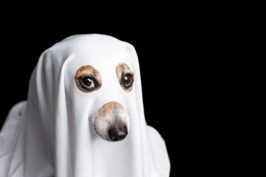 cadılar bayramı köpek hayalet. niyet bakışı. Siyah arka plan