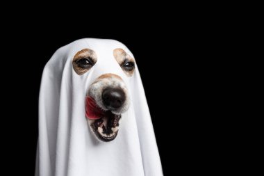Yalama cadılar bayramı tedavi veya hile komik köpek yüz. Siyah arka plan. Beyaz hayalet kostümü