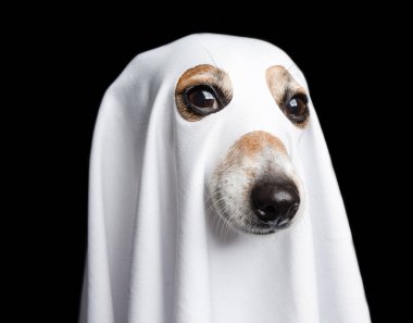 Cadılar Bayramı hayalet portresi. Siyah arka plan üzerinde Komik köpek.