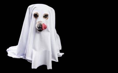Cadılar Bayramı beklemeyi tedavi eder. Güzel köpek hayaleti. Siyah beyaz