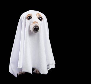 Siyah arka plan üzerinde komik küçük beyaz halloween hayalet. Sevimli köpek görünümlü
