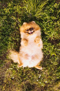 kabarık sevimli köpek Pomeranian Spitz çim üzerinde sırtında yatıyor. Enjpy yaz saati