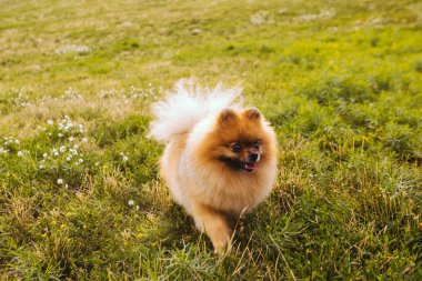 Pomeranian Spitz köpek yeşil çim üzerinde oynuyor