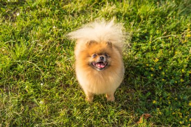 Köpek Pomeranian Spitz yeşil çim üzerinde oturan bakıyor. Yemek için tedavi bekliyor aç