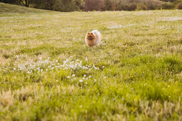Σκύλος που τρέχει στο χωράφι — Φωτογραφία Αρχείου