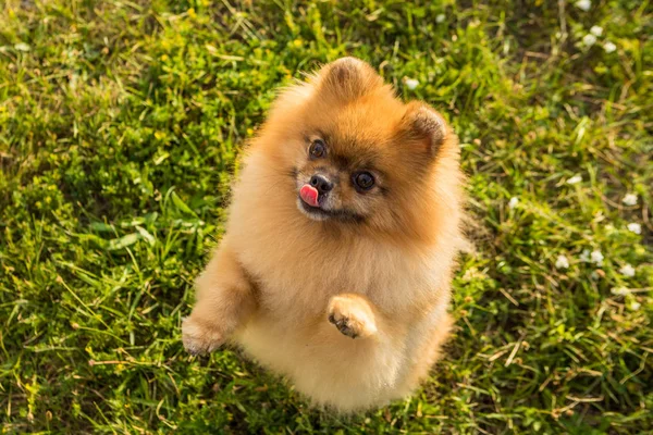 Adorable perro hambriento pequeño Pomeranian Spitz bailando rogando por golosinas. Naturaleza al aire libre hierba verde — Foto de Stock
