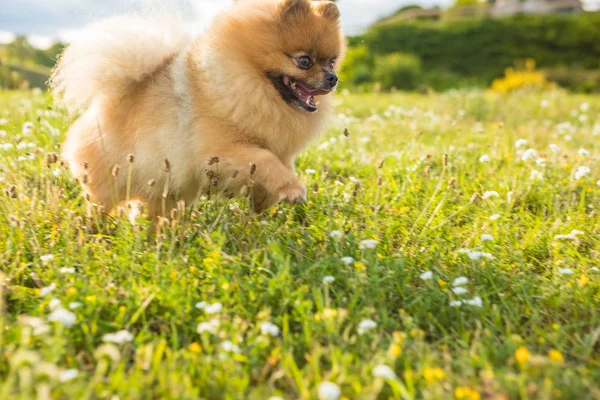 น่ารัก Pomeranian Spitz ในดอกไม้ แสงพื้นหลัง อารมณ์บ้าๆ สัตว์เลี้ยงที่สวยงาม — ภาพถ่ายสต็อก