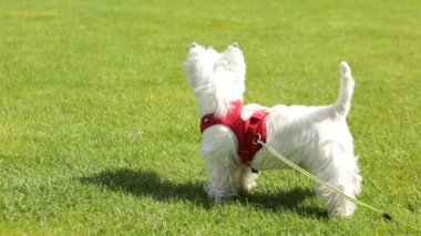 Yeşil çim açık ve havlama aktif küçük köpek Batı Hiland beyaz Terrier ayakta. Video görüntüleri. Güneşli gün yürüyüş
