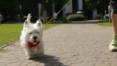 Sevimli köpek Batı Hiland beyaz Terrier köpek bir tasma üzerinde şehir etrafında yürüyüş video görüntüleri. Güneşli yaz günü