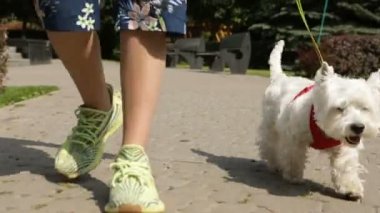 Sevimli köpek Batı Hiland beyaz Terrier köpek bir tasma üzerinde şehir etrafında yürüyüş video görüntüleri. Güneşli yaz günü