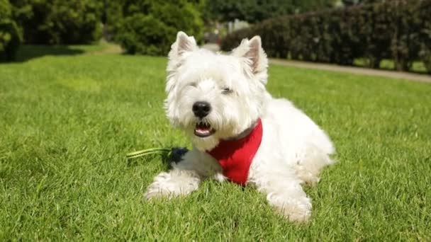 可爱的小狗西希和白色在草地上享受日光浴 红色皮带录像 宠物在自然界 — 图库视频影像