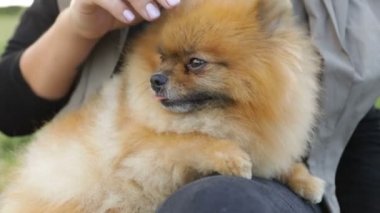 Sevimli köpek. Bakım ve aşk ilişkisi. Pomeranian spitz sahibi tarafından petting. Video görüntüleri. Soğutma zamanı