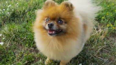 Gülümseyen küçük köpek Pomeranian spitz yukarı bakıyor. Yemek ikramı istemek için bekliyorum. Yalama. Video görüntüleri. Güzel evcil hayvan