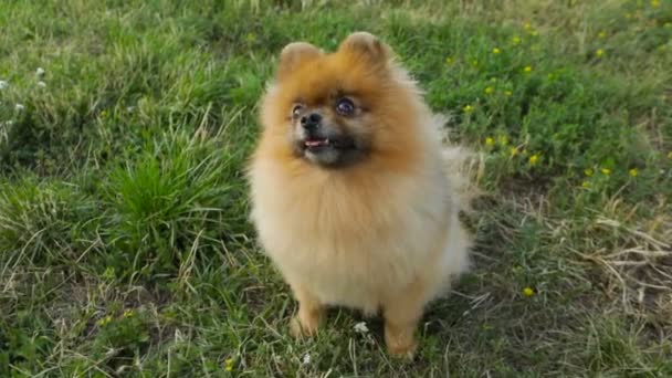 Funny Dog Pomeranian Spitz Looks Intently Sneezes Waiting Treats Food — Stock Video