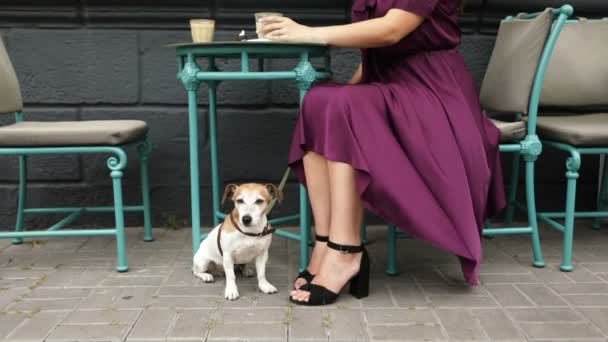 El perro está sentado debajo de la mesa. La chica está bebiendo café. Vestido púrpura revoloteando en el viento. Imágenes de vídeo — Vídeos de Stock