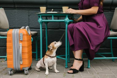 Sevimli köpek masanın altında oturan ve mor zarif elbiseli kadın aranıyor