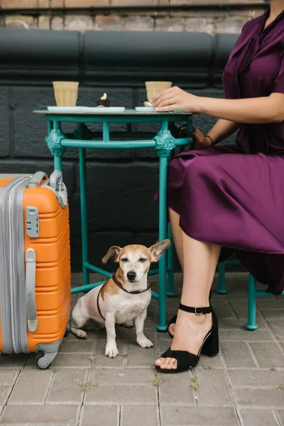 Sevimli köpek masanın altında oturan ve mor zarif elbiseli kadın aranıyor — Stok fotoğraf