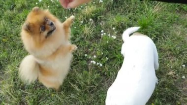 Sevimli köpekler Xoloitzcuintli ( xolo ) ve Pomeranian dans davranır bekliyor. Video görüntüleri