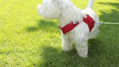 Aktif küçük köpek Batı yayla beyaz terrier yeşil çim açık ve havlayan ayakta. Video görüntüleri