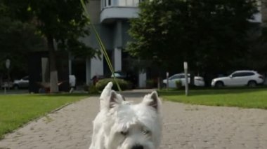 Sevimli köpek batı yayla beyaz terrier köpek bir tasma Video görüntüleri üzerinde şehir etrafında yürüyüş