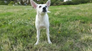 köpek Xoloitzcuintli ( xolo ) çim topu almaya çalışıyor. Video görüntüleri.