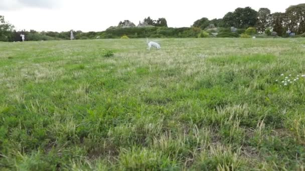 Hond Xoloitzcuintli Xolo Spelen Met Gelukkig Het Gras Videobeelden Natuur — Stockvideo